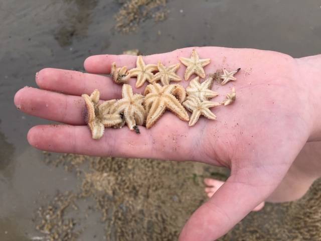 Strandurlaub Callantsoog LekkerNaarZee